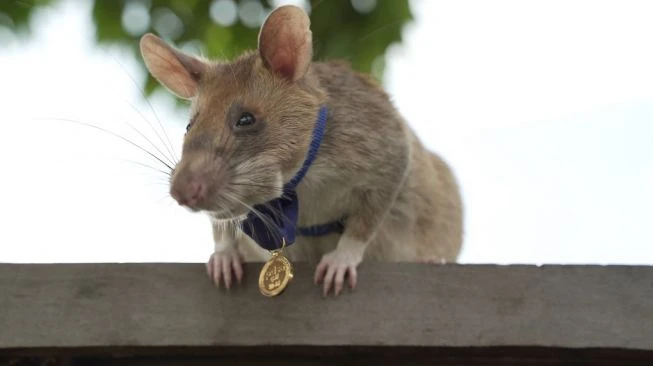 Sukses Deteksi 71 Ranjau, Tikus Magawa Masuki Masa Pensiun