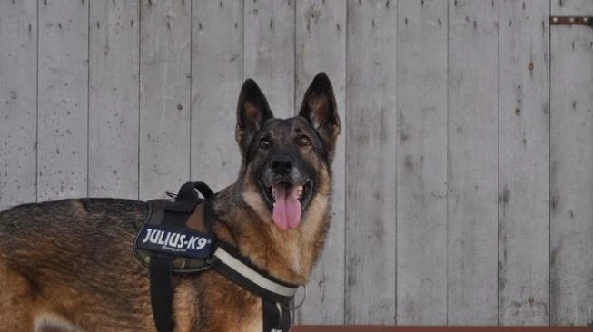 Pria Ini Iseng Sebut Kokain Di Dekat Anjing Polisi, Reaksinya Bikin Ngakak