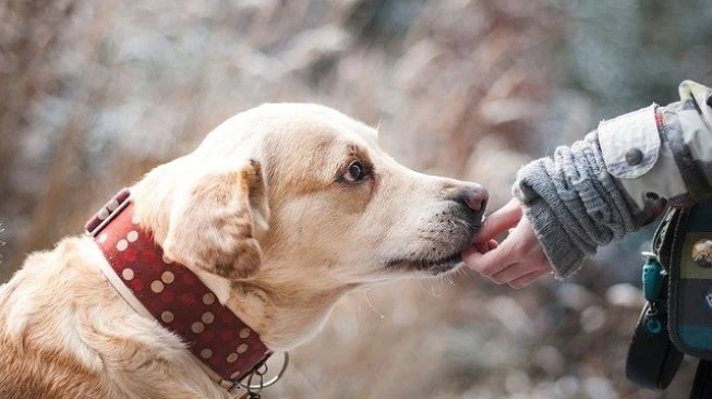 Pemerintah Yunani Buat RUU Sterilisasi, Pemilik Anjing Langsung Protes