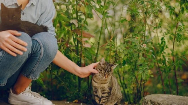 4 Manfaat yang Kamu Dapatkan Setelah Memelihara Kucing