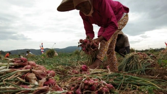 Cara Menanam Bawang Merah di Polybag, Mudah dan Cepat Panen