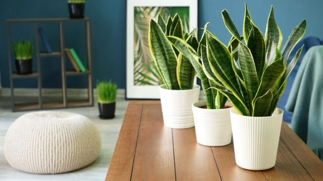 Tips Merawat Lidah Mertua dan Fungsinya di Ruangan Rumah