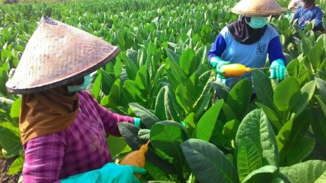 Bakal Jadi Beban Petani Jadi Alasan Kementan Tolak Usulan Revisi PP 109