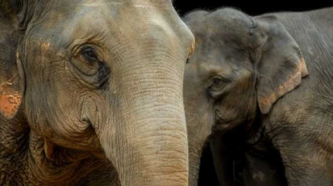 Gajah Ngamuk Gulingkan Mobil saat Pesta Pernikahan, Gara-gara Suara Petasan