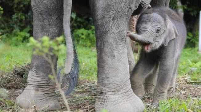 Gemas! Seekor Gajah Terobos Dapur, Mencuri Beras