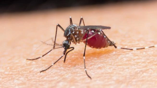 Virus Jamestown Canyon dari Nyamuk Terdeteksi di New Jersey, Apa Itu?