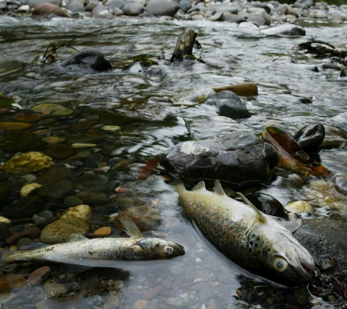 Des « milliers de poissons morts » dans le Haut-Rhin, la Région porte plainte pour pollution