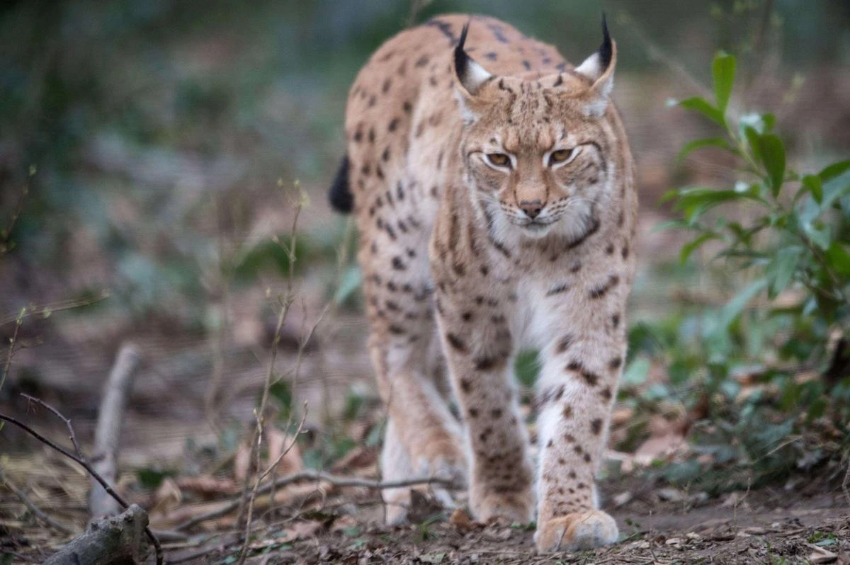Au Danemark, un zoo fait appel au public pour nourrir ses fauves avec des animaux de compagnie