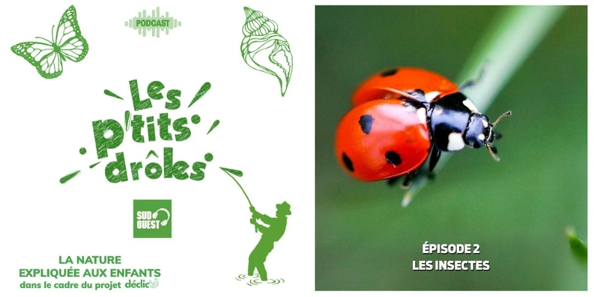 Podcast jeunesse. Le monde secret des insectes : ces pouvoirs étonnants que vous ignorez sur les petites bêtes de votre quotidien