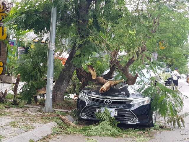 Gió mùa đông bắc mạnh làm cây gãy đổ đè bẹp ôtô Camry 2.5Q