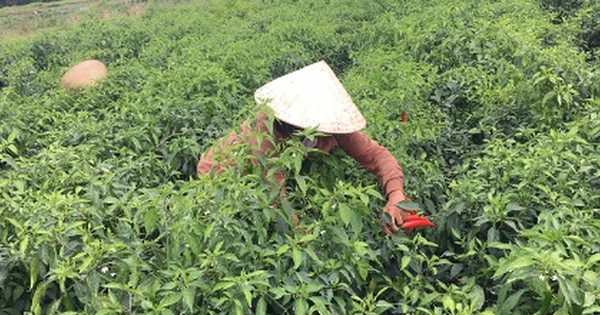 Không phải sầu riêng, một loại quả của Việt Nam được Mỹ, Lào đua nhau săn lùng: Thu hơn 140 tỷ kể từ đầu năm, được mệnh danh ‘một vốn mười lời’