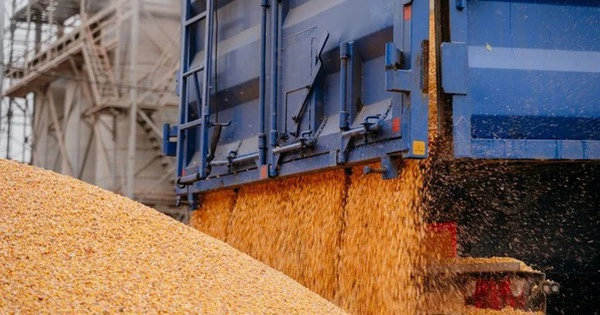 Thế chân Ấn Độ, hàng chục nghìn tấn hàng từ Lào đổ bộ Việt Nam - Nước ta có diện tích trồng top 30 thế giới vẫn chi tiền tỷ nhập khẩu