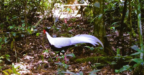 Nhiều động vật nhóm IB, IIB được ghi nhận qua bẫy ảnh tại Vườn Quốc gia Xuân Liên