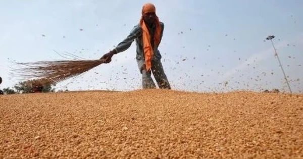 Phát hiện sinh vật dài 3mm đe dọa ngành công nghiệp 12 tỷ USD của Úc