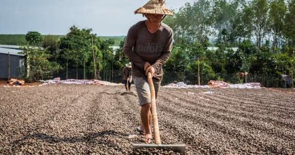 Hàng chục nghìn tấn hàng từ châu Phi giúp Việt Nam xuất khẩu bỏ xa cả thế giới: Giá tăng phi mã, nước ta chi hơn 170 triệu gom hàng trong tháng 1