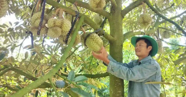 Một huyện của Đắk Lắk dự kiến thu gần 7.000 tỷ đồng từ sầu riêng