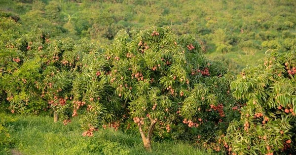 Hơn 100.000 tấn đặc sản 