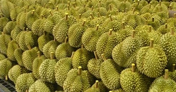 Cung vượt cầu, đối thủ sầu riêng Việt Nam thành lập trung tâm chế biến quy mô lớn, tuyên bố vừa phát triển thành công 3 giống sầu riêng mới