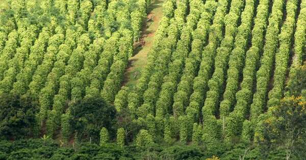 Một loại nông sản thế giới đang lên cơn khát nhưng Việt Nam sở hữu hơn 100.000 ha: Mỹ, Đức liên tục chốt đơn, nước ta là ông trùm xuất khẩu toàn cầu