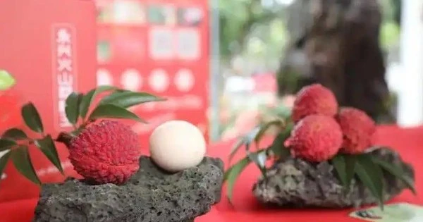 Nông dân họ Trần bán một quả vải giá 250 triệu đông: Người bán vui mừng, cả vùng trồng được hưởng lợi nhờ ưu thế độc đáo