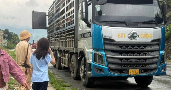Kiểm tra đột xuất một xe tải, lập tức tiêu huỷ hàng trăm con lợn ngay trong đêm