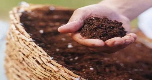 Thắng kiện, một công ty phân bón trên sàn tiếp tục kiện đối tác đòi bồi thường thêm chi phí đã đầu tư trên đất