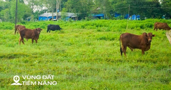 Công viên lớn nhất TP. HCM treo hơn 20 năm, từng được FLC đề xuất đầu tư rồi đắp chiếu, nay có chuyển biến mới