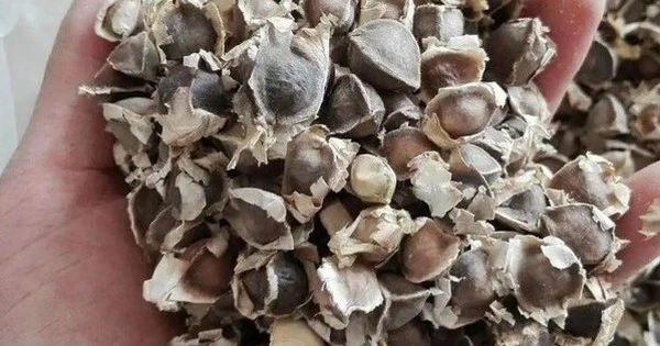 Cây mọc đầy ở Việt Nam không ngờ là 