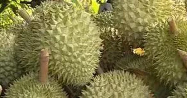 Thủ tướng yêu cầu không để tình trạng ùn tắc hàng hóa, nông sản tại cửa khẩu
