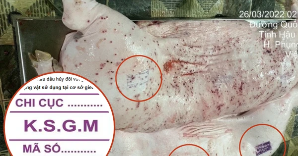 Vụ C.P. Việt Nam bị tố bán heo bệnh: Các mẫu dấu đóng trên thịt gia súc nói lên điều gì?