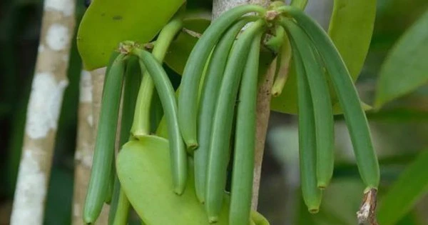 Loại quả đắt đỏ bậc nhất thế giới, từng có giá 15 triệu đồng/kg, ở Việt Nam cũng trồng