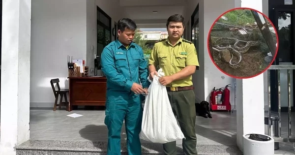 Trăn 'khủng' bất ngờ xuất hiện trong khu dân cư ở Đà Nẵng