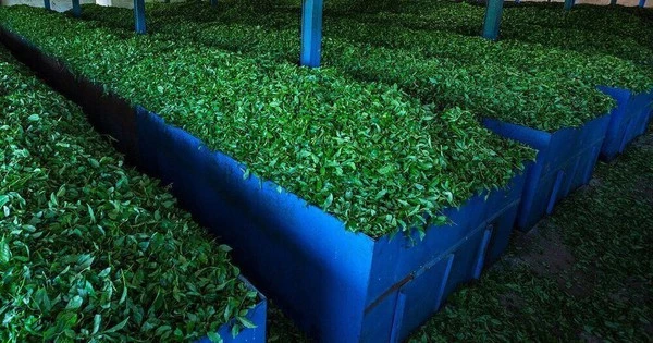 Mỹ săn hàng nghìn tấn 'vàng xanh' của Việt Nam với giá đắt đỏ: thuế nhập khẩu 0%, Việt Nam là ông trùm đứng thứ 5 thế giới
