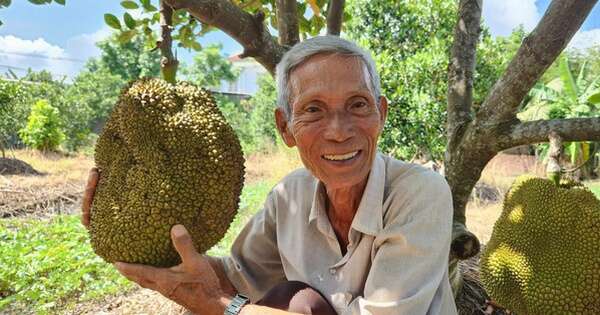 Lão nông ở Cần Thơ trồng giống mít 