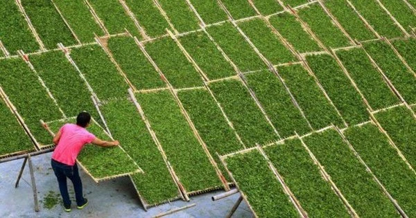 Sở hữu diện tích trồng lớn gấp 14 lần, Trung Quốc vẫn ồ ạt gom 