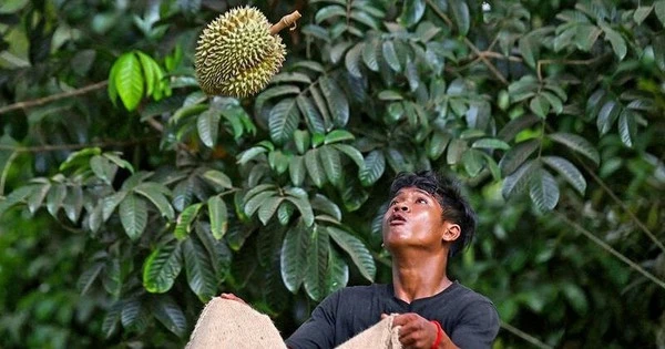Hạn hán, nắng nóng 40 độ 'tấn công' các vườn sầu riêng Thái Lan - nông dân lo sợ 'tương lai của sầu riêng sẽ kết thúc'