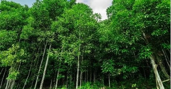 Hàng nghìn tấn vỏ cây quý từ Indonesia vừa đổ bộ Việt Nam: Là ‘trợ lực’ giúp nước ta xuất khẩu đứng top thế giới, Ấn Độ liên tục săn lùng