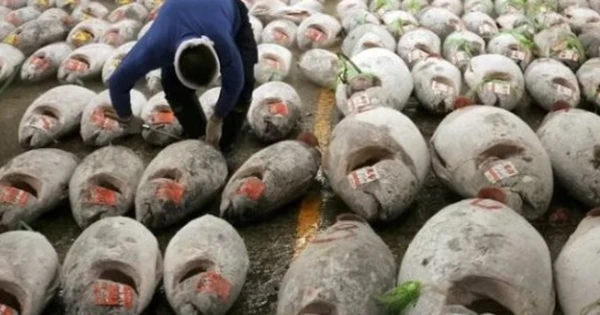‘Siêu thực phẩm’ của Việt Nam bất ngờ đắt hàng tại Bồ Đào Nha: Xuất khẩu tăng 313%, cả châu Âu đều ưa chuộng