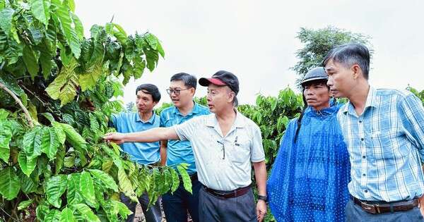 Với canh tác thông minh, Bình Điền cùng nông dân thu trái ngọt từ 