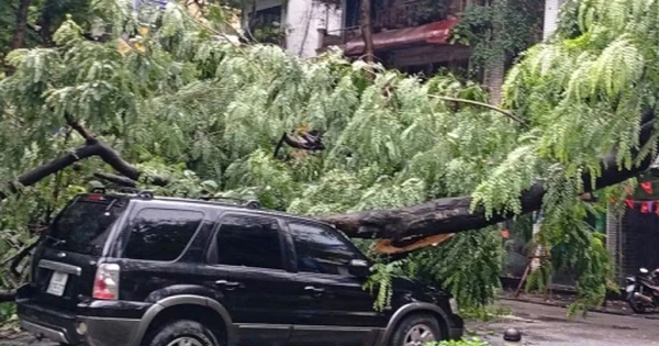 Cây đổ trúng 3 ô tô trên phố Tràng Thi, Hà Nội