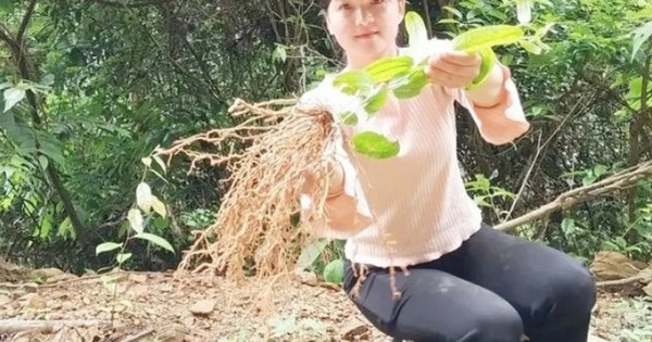 Việt Nam có “vàng xanh” mọc đầy đồng, ở nước ngoài “gây sốt”, hái bán là ra tiền