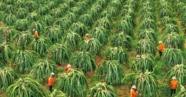 Không phải sầu riêng, một loại 'siêu trái cây' đang gặp khó tại Trung Quốc: Giá bất ngờ lao dốc 1 nửa, Việt Nam trồng nhiều nhất thế giới