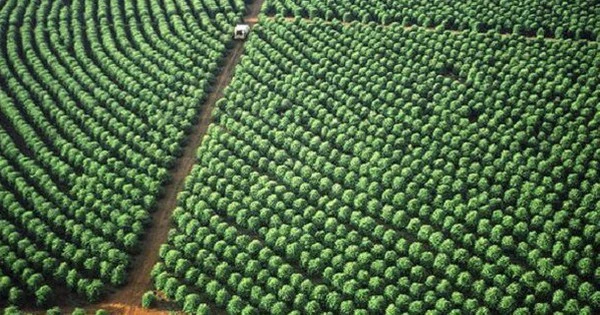 Hàng chục nghìn tấn 'hạt vàng' của Việt Nam đổ bộ Mỹ với giá cực đắt, thuế nhập khẩu 0%