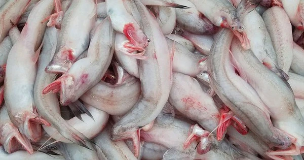Loại cá rẻ như khoai, từng đem cho lợn ăn nay thành đặc sản, giá trên 200.000 đồng/kg