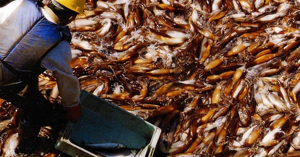 Không phải sầu riêng hay nông sản, một kho báu của Việt Nam được Thái Lan liên tục săn lùng: Xuất khẩu tăng trưởng 3 chữ số, nước ta thu về hàng chục triệu USD