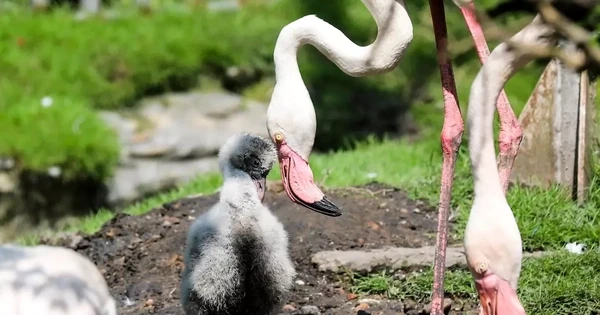 Kỳ tích hồng hạc con đầu tiên chào đời tại Thảo Cầm Viên sau 20 năm