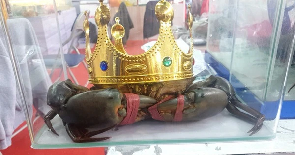 Người nuôi cua ở Cà Mau nói về việc săn lùng 