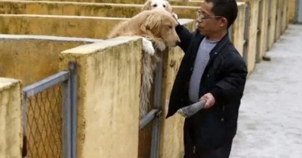 Vét sạch tài sản để nuôi chó, nay thành “đại gia” kiếm tiền tỷ/năm