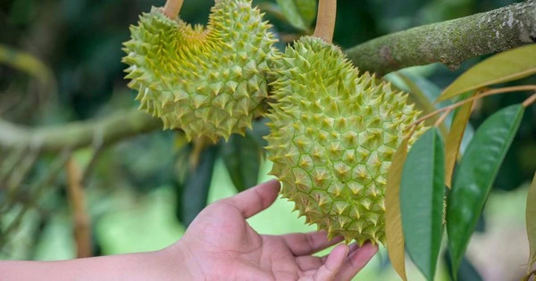 Trồng loại cây 