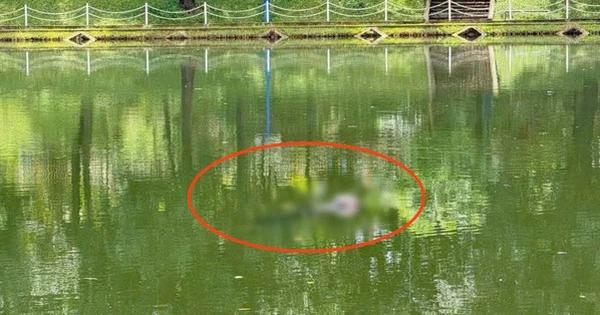 Thi thể người đàn ông nổi trên mặt hồ công viên, nhiều người hoảng hốt